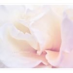 Pastel Rose Petals