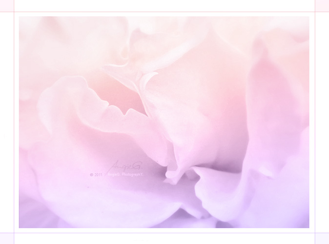 Pastel Rose Petals with pastel pink and purple gradient color layer at 100% opacity