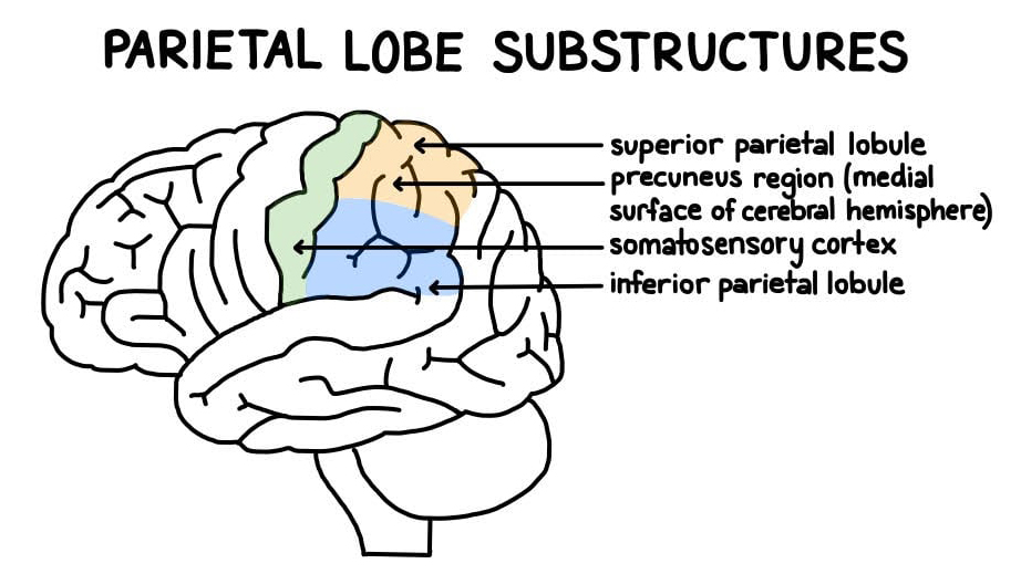 How is the artist brain different from the normal brain?